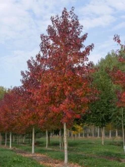 Grote Amberboom (Liquidambar Styraciflua 'Worplesdon') -PlantenPracht Winkel liquidambar styraciflua worplesdon 35 40 1