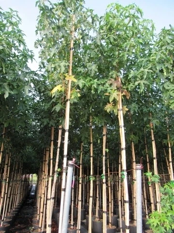 Amberboom (Liquidambar Styraciflua) 20 Amberboom (Liquidambar Styraciflua) - Afbeelding 18