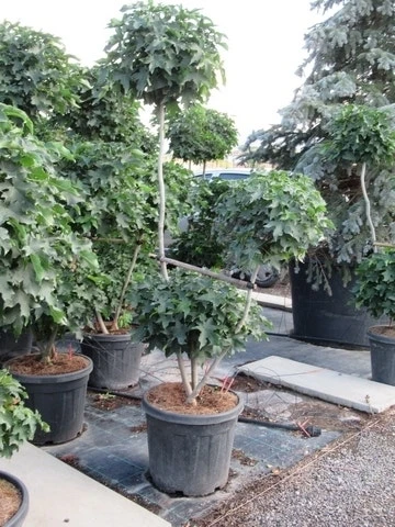 Amberboom Als Bonsai (Liquidambar 'Gum Ball') 3 Amberboom Als Bonsai (Liquidambar 'Gum Ball')