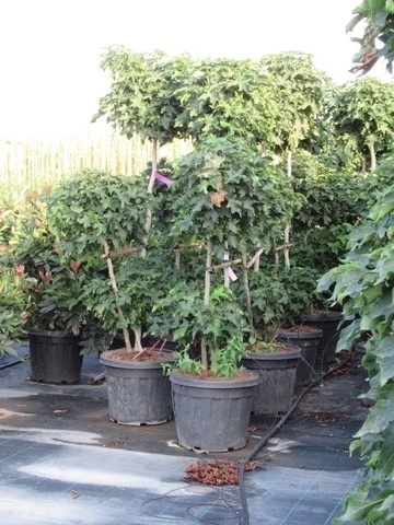 Amberboom Als Bonsai (Liquidambar 'Gum Ball') 5 Amberboom Als Bonsai (Liquidambar 'Gum Ball') - Afbeelding 3