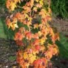 Amberboom (Liquidambar Styraciflua 'Golden Sun') 1 Amberboom (Liquidambar Styraciflua 'Golden Sun') -PlantenPracht Winkel liquidambargoldensun01