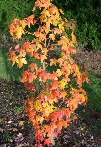 Amberboom (Liquidambar Styraciflua 'Golden Sun') 3 Amberboom (Liquidambar Styraciflua 'Golden Sun')