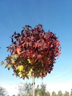 Amberboom Op Stam (Liquidambar 'Gum Ball') -PlantenPracht Winkel liquidambargumballherfst05 1