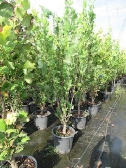 Tulpenboom (Liriodendron Tulipfera 'Fastigiata') -PlantenPracht Winkel liriodendron tulipfera fastigiata 0175 200