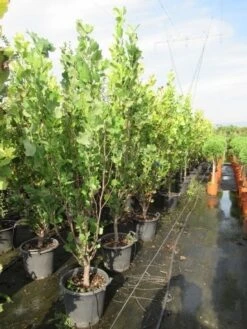 Tulpenboom (Liriodendron Tulipfera 'Fastigiata') -PlantenPracht Winkel liriodendron tulipfera fastigiata 175 200