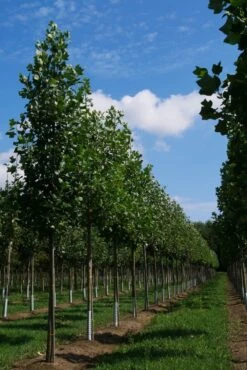 Grote Tulpenboom (Liriodendron Tulipifera) -PlantenPracht Winkel liriodendron tulipifera s 20 25 30 35 bo