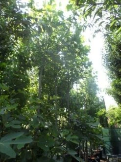 Tulpenboom (Liriodendron Tulipifera) -PlantenPracht Winkel liriodendron tulipifera 12 14ho cont