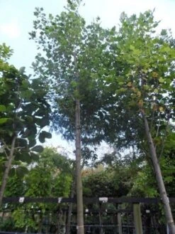 Tulpenboom (Liriodendron Tulipifera) -PlantenPracht Winkel liriodendron tulipifera 25 30 35ho c500