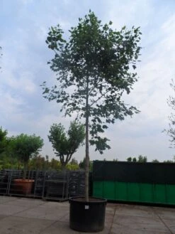 Tulpenboom (Liriodendron Tulipifera) -PlantenPracht Winkel liriodendron tulipifera 35 45ho c1000