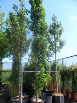 Tulpenboom (Liriodendron Tulipfera 'Fastigiata') -PlantenPracht Winkel liriodendron tulipifera fastigiatum 400 500 cont