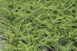 Struikkamperfoelie (Lonicera Pileata) -PlantenPracht Winkel lonicera pileata 1 3