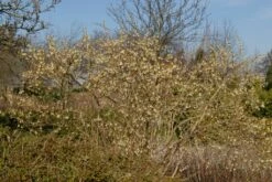 Struikkamperfoelie (Lonicera Purpusii 'Winter Beauty') -PlantenPracht Winkel lonicera purpusii winter beauty struik