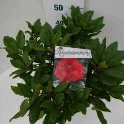 Rhododendron (Rhododendron 'Lord Roberts') -PlantenPracht Winkel lord robert c7.5 boven 3