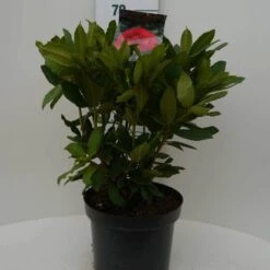 Rhododendron (Rhododendron 'Lord Roberts') -PlantenPracht Winkel lord robert c7.5 voor 3