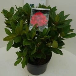 Rhododendron (Rhododendron 'Lord Roberts') -PlantenPracht Winkel lord robert c7.5 zij