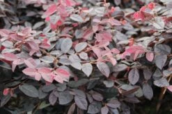 Loropetalum (Loropetalum 'Fire Dance') -PlantenPracht Winkel loropetalum chinense fire dance 1
