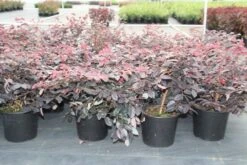 Loropetalum (Loropetalum 'Fire Dance') -PlantenPracht Winkel loropetalum chinense fire dance 2