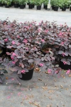Loropetalum (Loropetalum 'Fire Dance') -PlantenPracht Winkel loropetalum fire dance 2