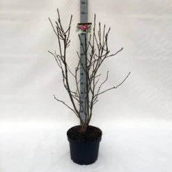 Beverboom (Magnolia Liliiflora 'Nigra') -PlantenPracht Winkel m. lil. nigra c10 2