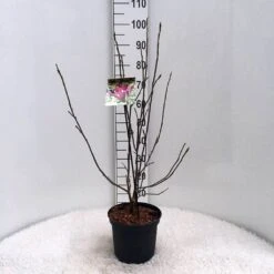 Beverboom (Magnolia Liliiflora 'Nigra') -PlantenPracht Winkel m. lil. nigra c5 3