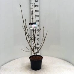 Beverboom (Magnolia Soulangeana) 14 Beverboom (Magnolia Soulangeana) -PlantenPracht Winkel m. soulangeana c5 2