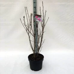 Beverboom, Struik (Magnolia Susan) -PlantenPracht Winkel m. susan c10 1