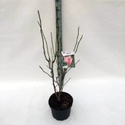 Beverboom (Magnolia 'Heaven Scent') -PlantenPracht Winkel ma. heaven scent c10 1