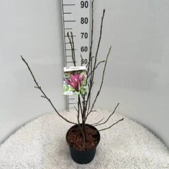 Beverboom (Magnolia Liliiflora 'Nigra') -PlantenPracht Winkel ma. lil. nigra c5 2