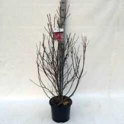 Beverboom, Struik (Magnolia Susan) -PlantenPracht Winkel ma. susan c15 125 150 cm 3