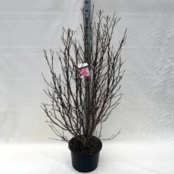 Beverboom, Struik (Magnolia Susan) -PlantenPracht Winkel ma. susan c15 150 cm 3