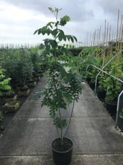 Maackia (Maackia Amurensis) 9 Maackia (Maackia Amurensis) -PlantenPracht Winkel maackia amurensis c20 2 002