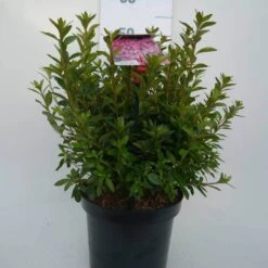 Japanse Azalea (Rhododendron 'Madame Van Hecke') -PlantenPracht Winkel mad. v. hecke c4 voor 2