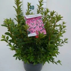 Japanse Azalea (Rhododendron 'Madame Van Hecke') -PlantenPracht Winkel mad. v. hecke c4 zij 1