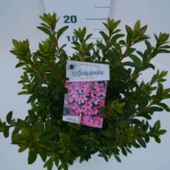 Japanse Azalea (Rhododendron 'Madame Van Hecke') -PlantenPracht Winkel mad. van hecke c2 boven 2