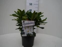 Rhododendron (Rhododendron 'Madame Masson') -PlantenPracht Winkel madamme masson c2 voor 2