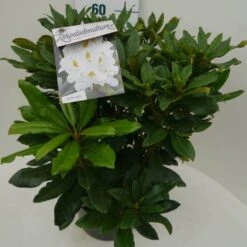 Rhododendron (Rhododendron 'Madame Masson') -PlantenPracht Winkel madamme masson c7.5 zij 2