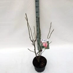 Beverboom (Magnolia 'Heaven Scent') -PlantenPracht Winkel mag. heaven scent c10 1