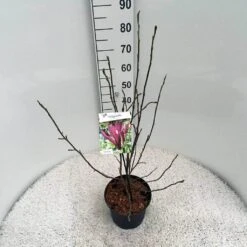 Beverboom (Magnolia Liliiflora 'Nigra') -PlantenPracht Winkel mag. lil. nigra c5 3