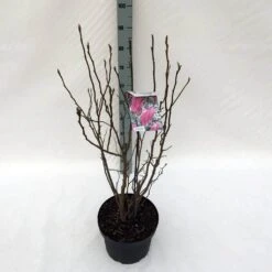 Beverboom, Struik (Magnolia Susan) -PlantenPracht Winkel mag. susan c10 1