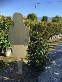 Beverboom (Magnolia Grandiflora 'Little Gem') -PlantenPracht Winkel magnola little gem 125 150 c25 2