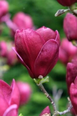 Beverboom (Magnolia 'Genie') -PlantenPracht Winkel magnolia genie peters garden 05 2