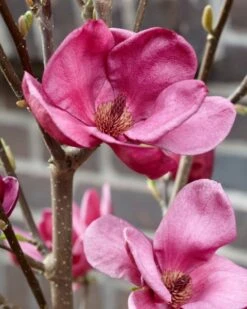 Beverboom (Magnolia 'Genie') -PlantenPracht Winkel magnolia genie 4 2