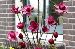 Beverboom (Magnolia 'Genie') -PlantenPracht Winkel magnolia genie 6