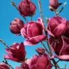 Beverboom (Magnolia 'Genie') -PlantenPracht Winkel magnolia genie 8 1