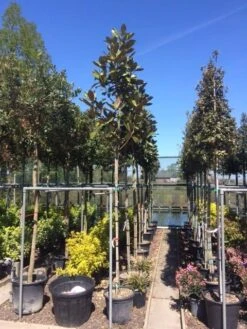 Beverboom (Magnolia Grandiflora 'Gallissoniere') -PlantenPracht Winkel magnolia grandiflora 10 12 2