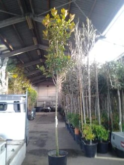 Beverboom (Magnolia Grandiflora 'Gallissoniere') -PlantenPracht Winkel magnolia grandiflora 1 1 2