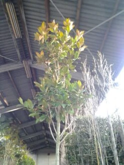 Beverboom (Magnolia Grandiflora 'Gallissoniere') -PlantenPracht Winkel magnolia grandiflora 2 1