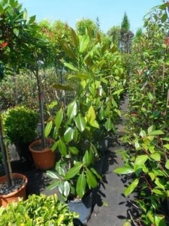 Magnolia (Magnolia Grandiflora 'Gallissoniere') -PlantenPracht Winkel magnolia grandiflora gallisoniere 100 125