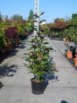 Magnolia (Magnolia Grandiflora 'Gallissoniere') 23 Magnolia (Magnolia Grandiflora 'Gallissoniere') -PlantenPracht Winkel magnolia grandiflora gallisoniere 125 150 c25 2