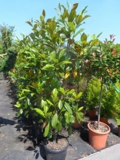 Magnolia (Magnolia Grandiflora 'Gallissoniere') 24 Magnolia (Magnolia Grandiflora 'Gallissoniere') -PlantenPracht Winkel magnolia grandiflora gallisoniere 150 175 200 cont 2